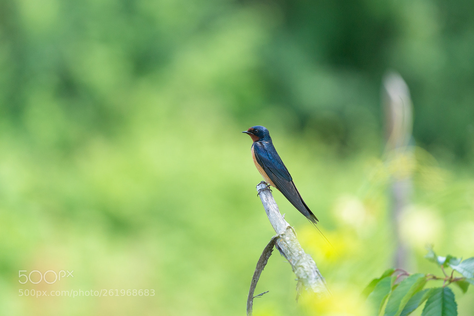 Sony a7R II sample photo. Hirundo rustica photography