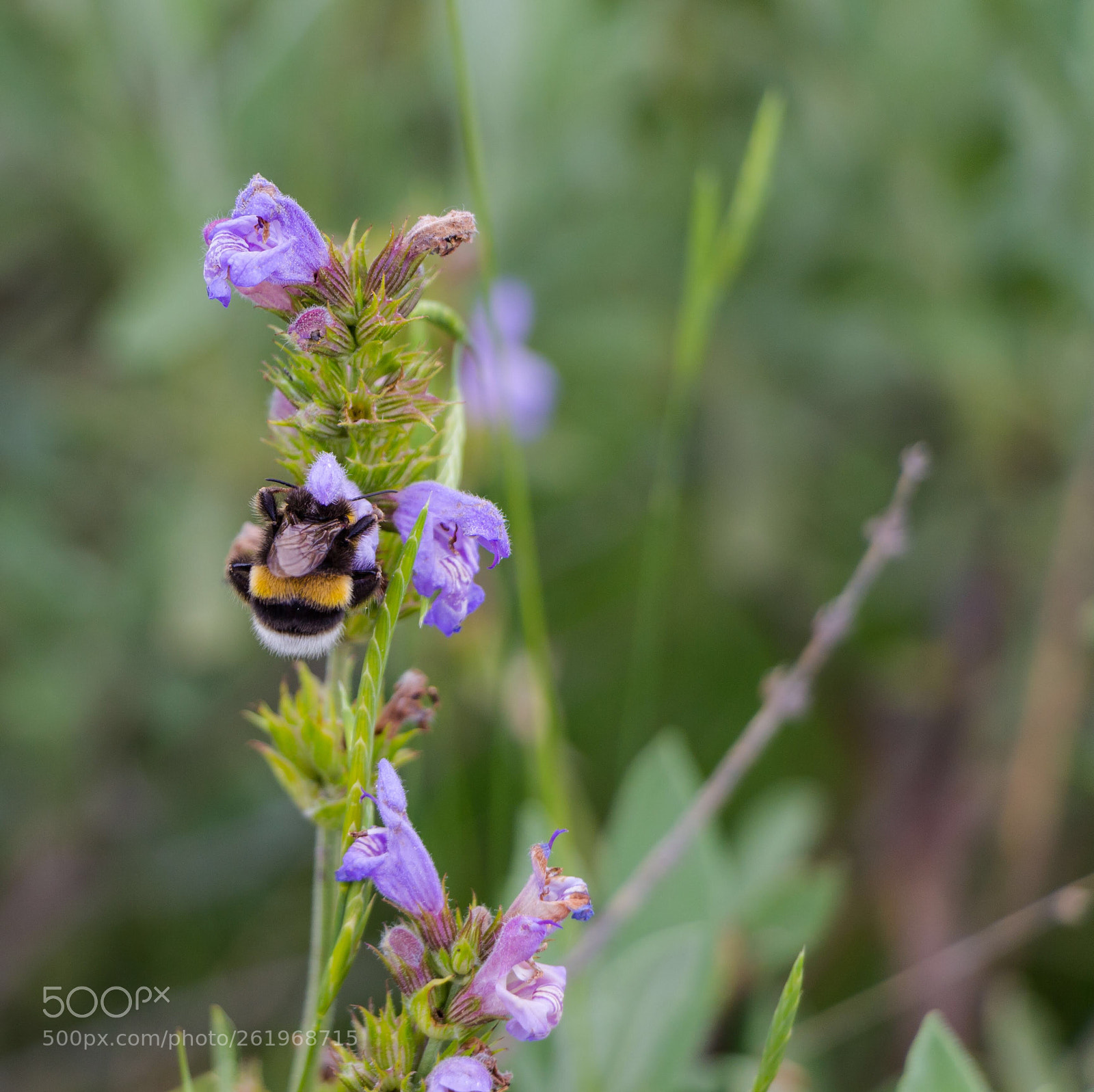 Canon EOS 700D (EOS Rebel T5i / EOS Kiss X7i) sample photo. Bee working! photography