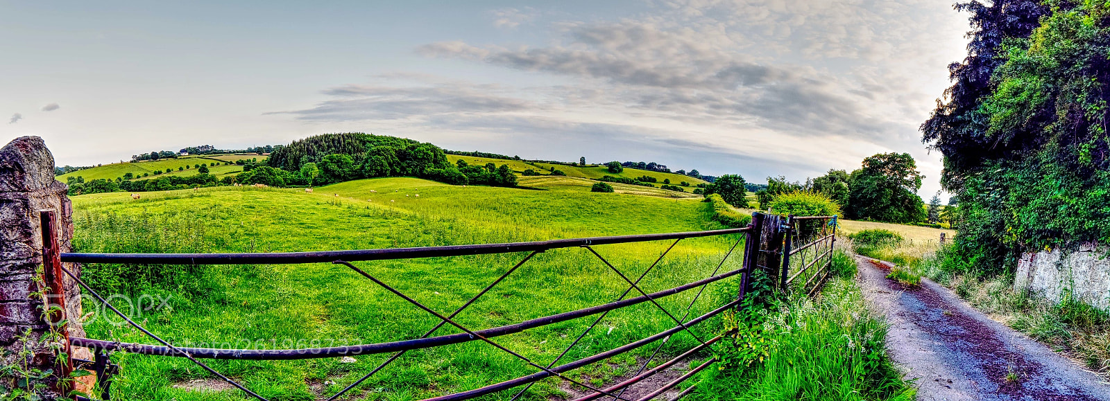 Nikon D5500 sample photo. Fields photography