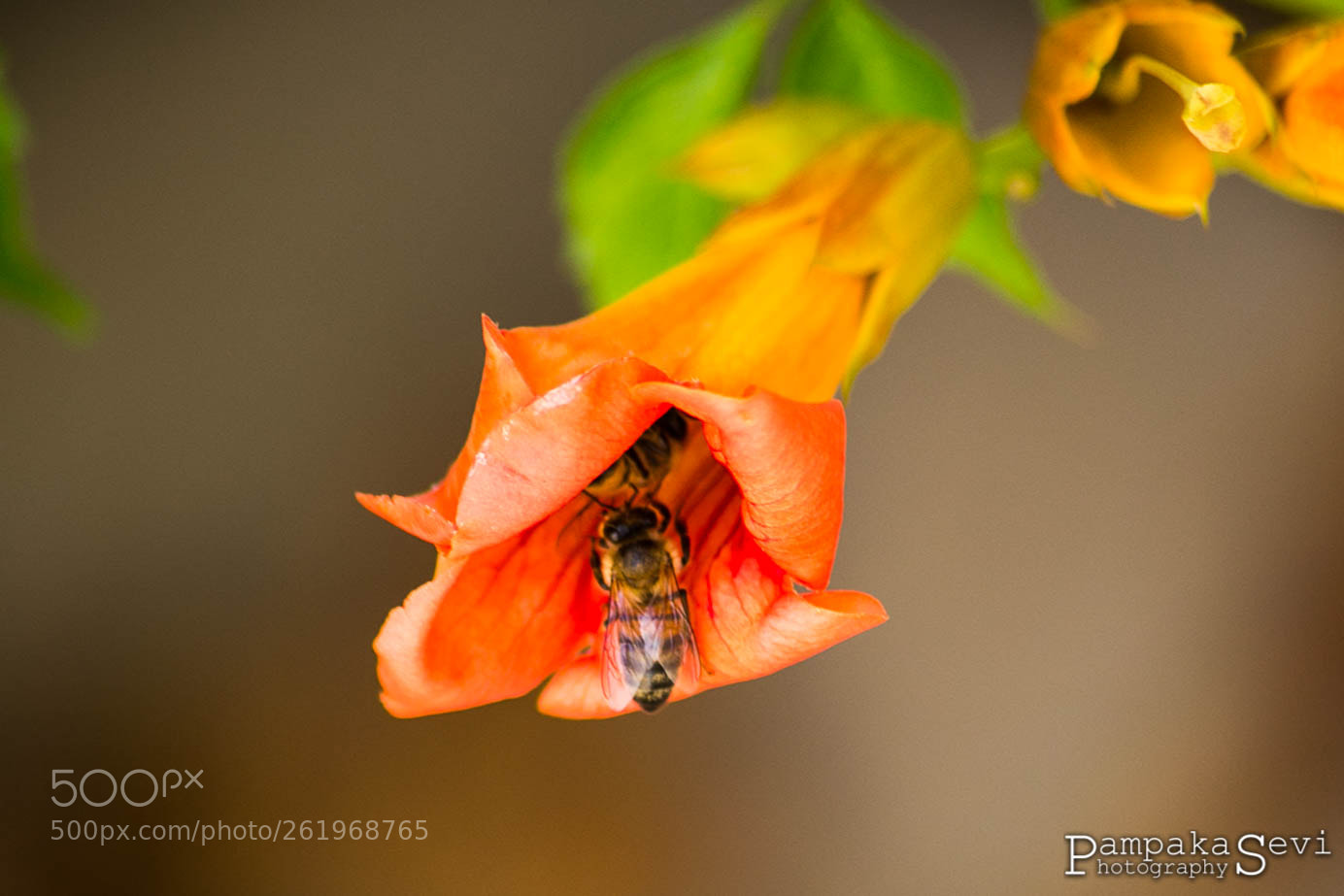 Canon EOS 6D sample photo. Beauty of nature photography