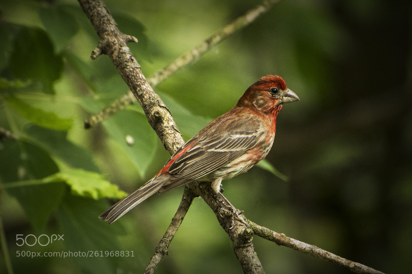 Nikon D500 sample photo. House finch. windsor, on. photography