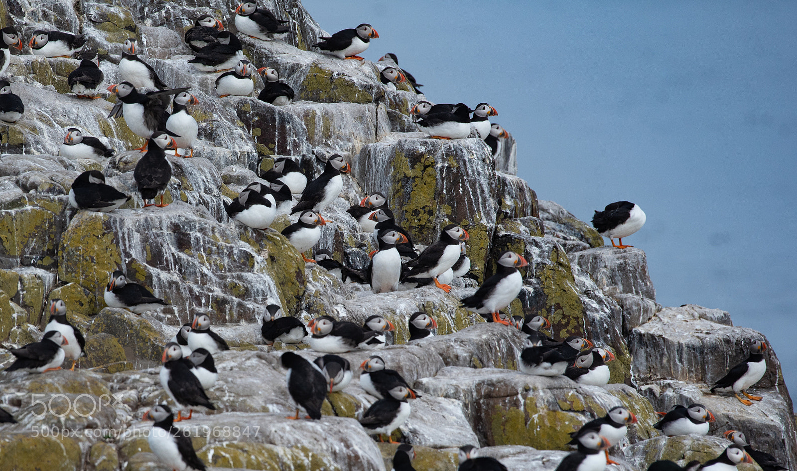 Nikon D750 sample photo. Farne () photography