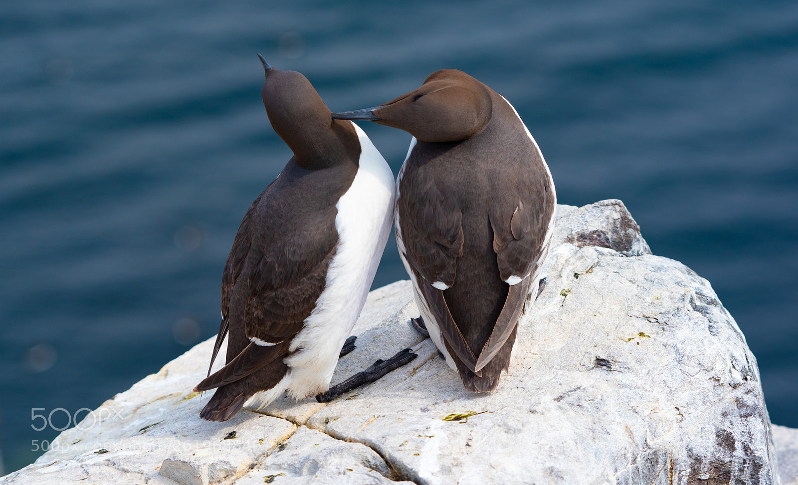 Nikon D750 sample photo. Farne (a) photography
