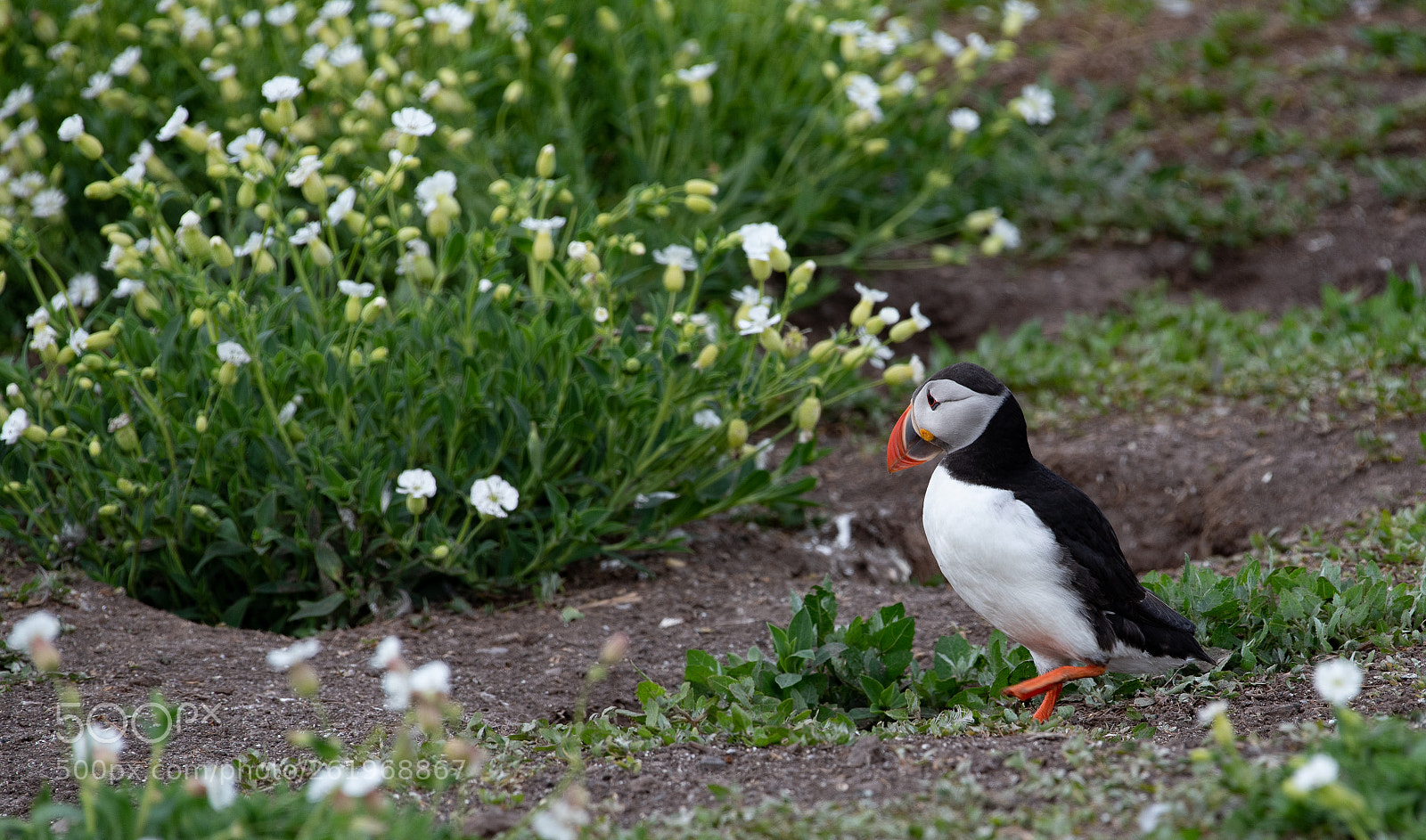 Nikon D750 sample photo. Farne () photography