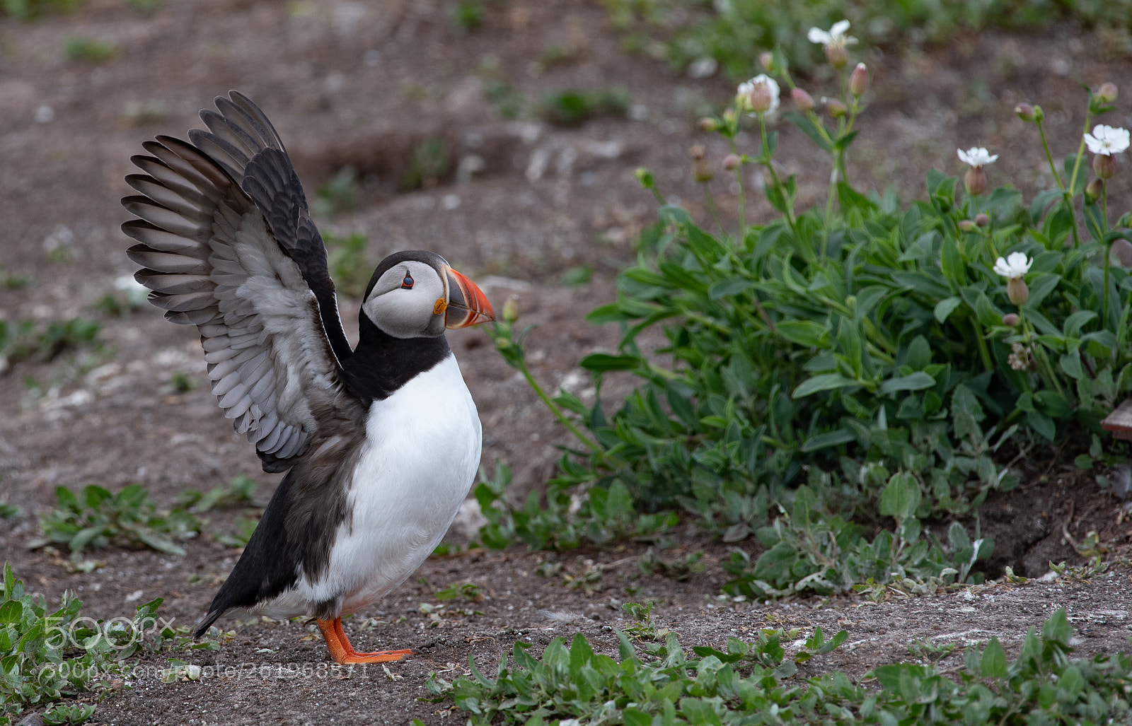 Nikon D750 sample photo. Farne () photography