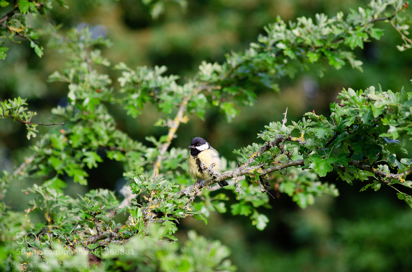 Nikon D5100 sample photo. Great tits photography