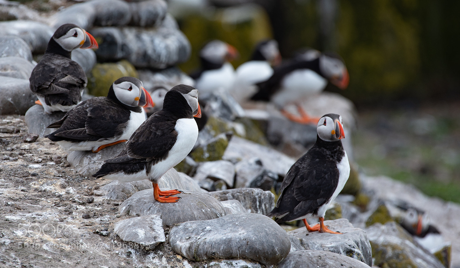 Nikon D750 sample photo. Farne () photography