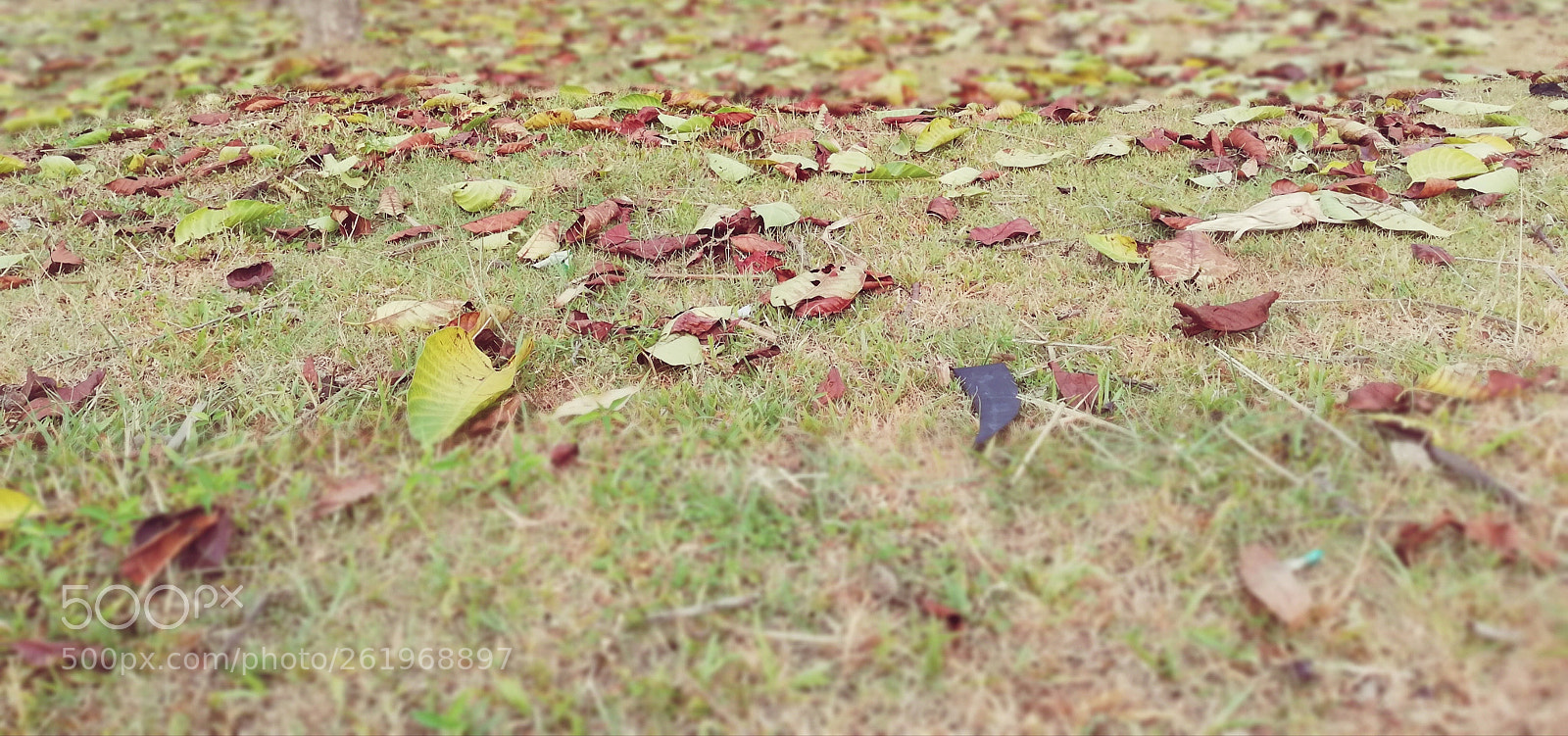 HUAWEI nova 2i sample photo. Nature photography