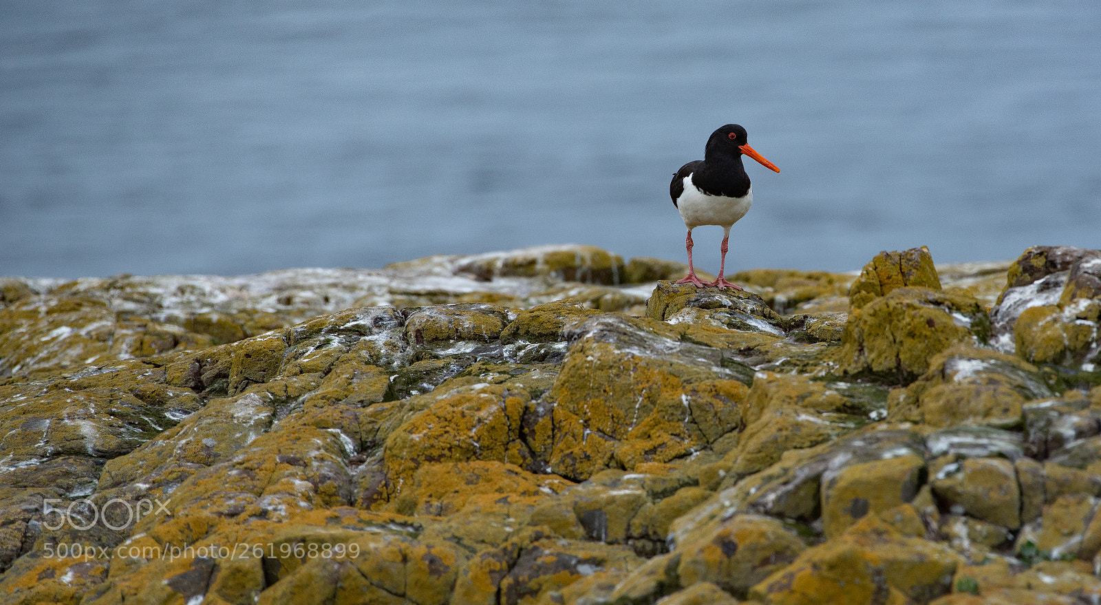 Nikon D750 sample photo. Farne () photography