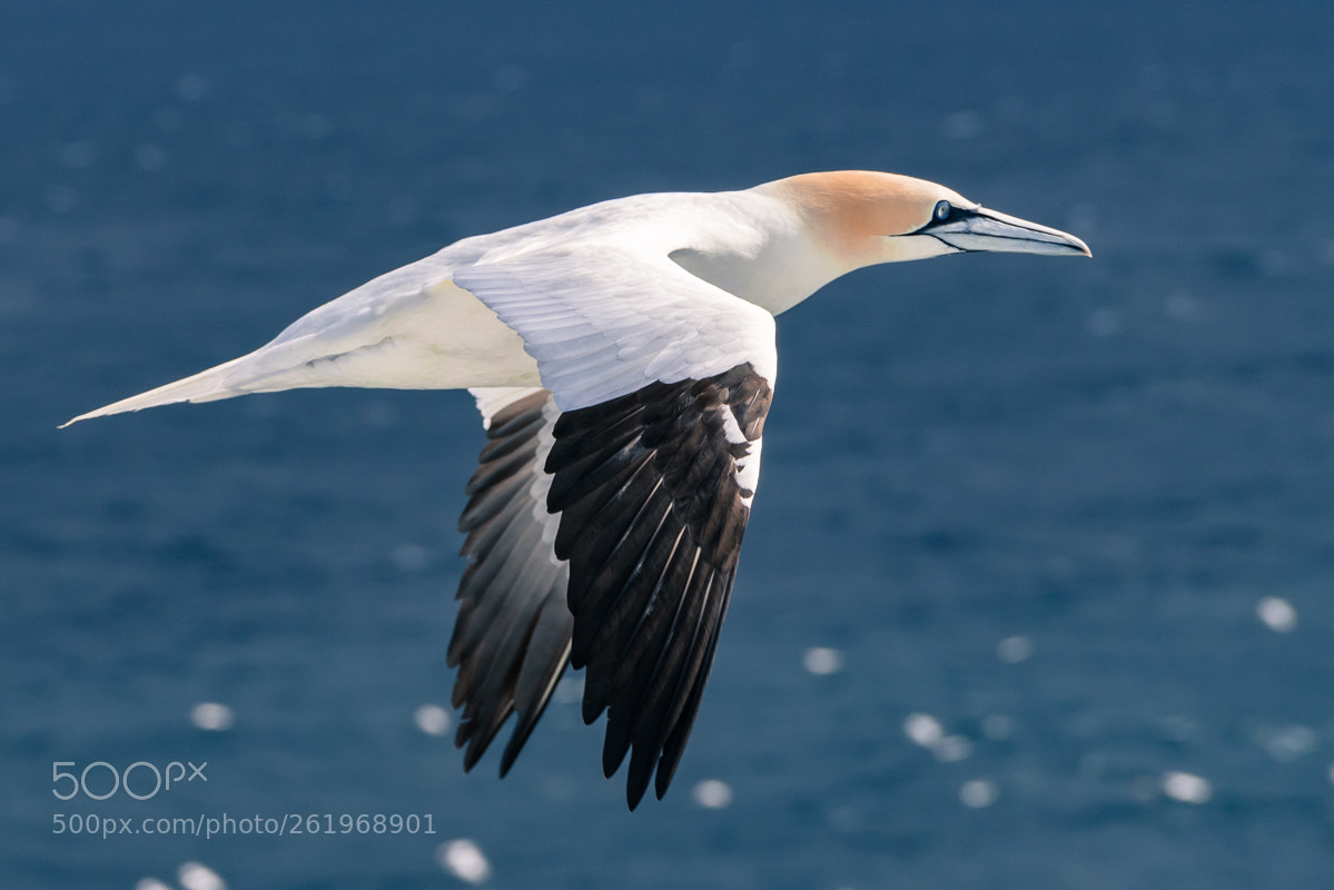 Sony a7R II sample photo. Flying north photography