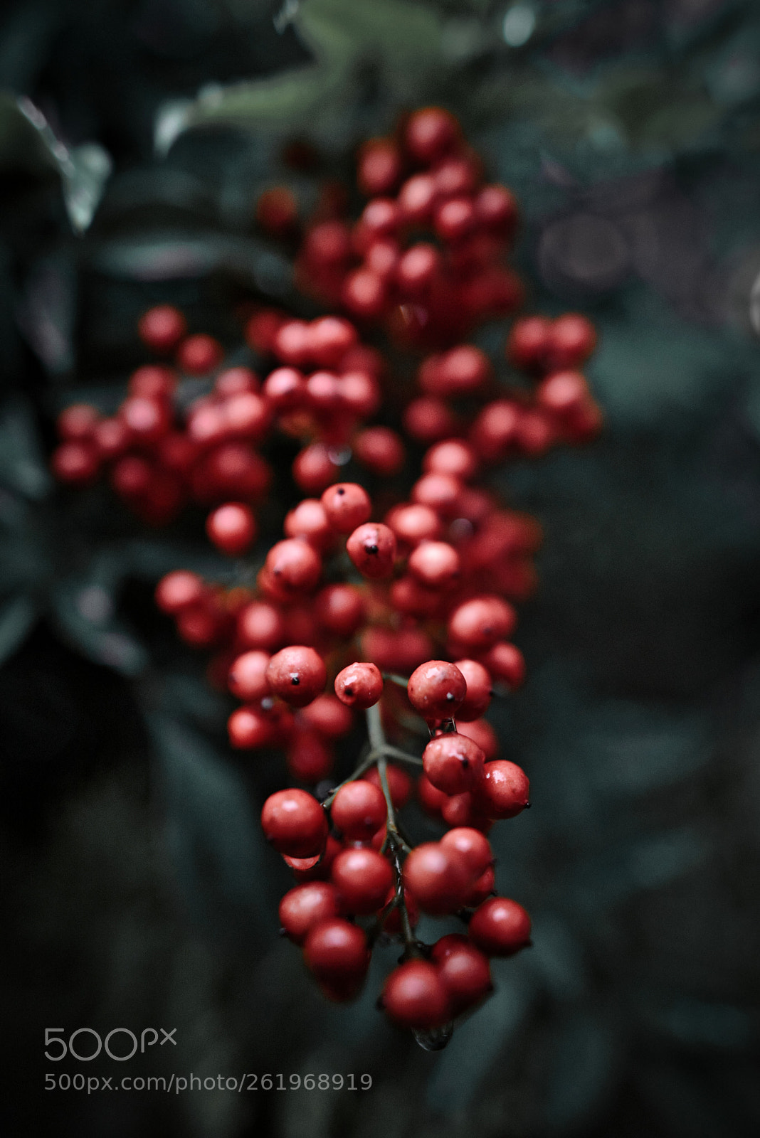 Nikon D750 + Nikon AF-S Nikkor 20mm F1.8G ED sample photo. Red berries on a photography