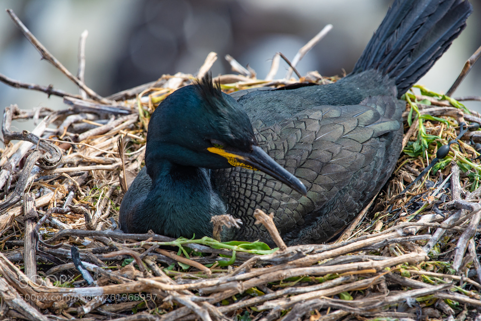 Nikon D750 sample photo. Farne () photography