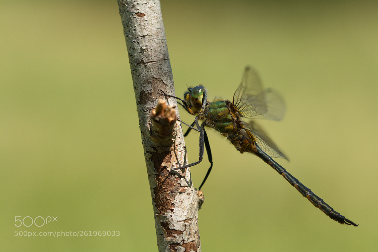 Nikon D5200 sample photo. Somatochlora flavomaculata photography
