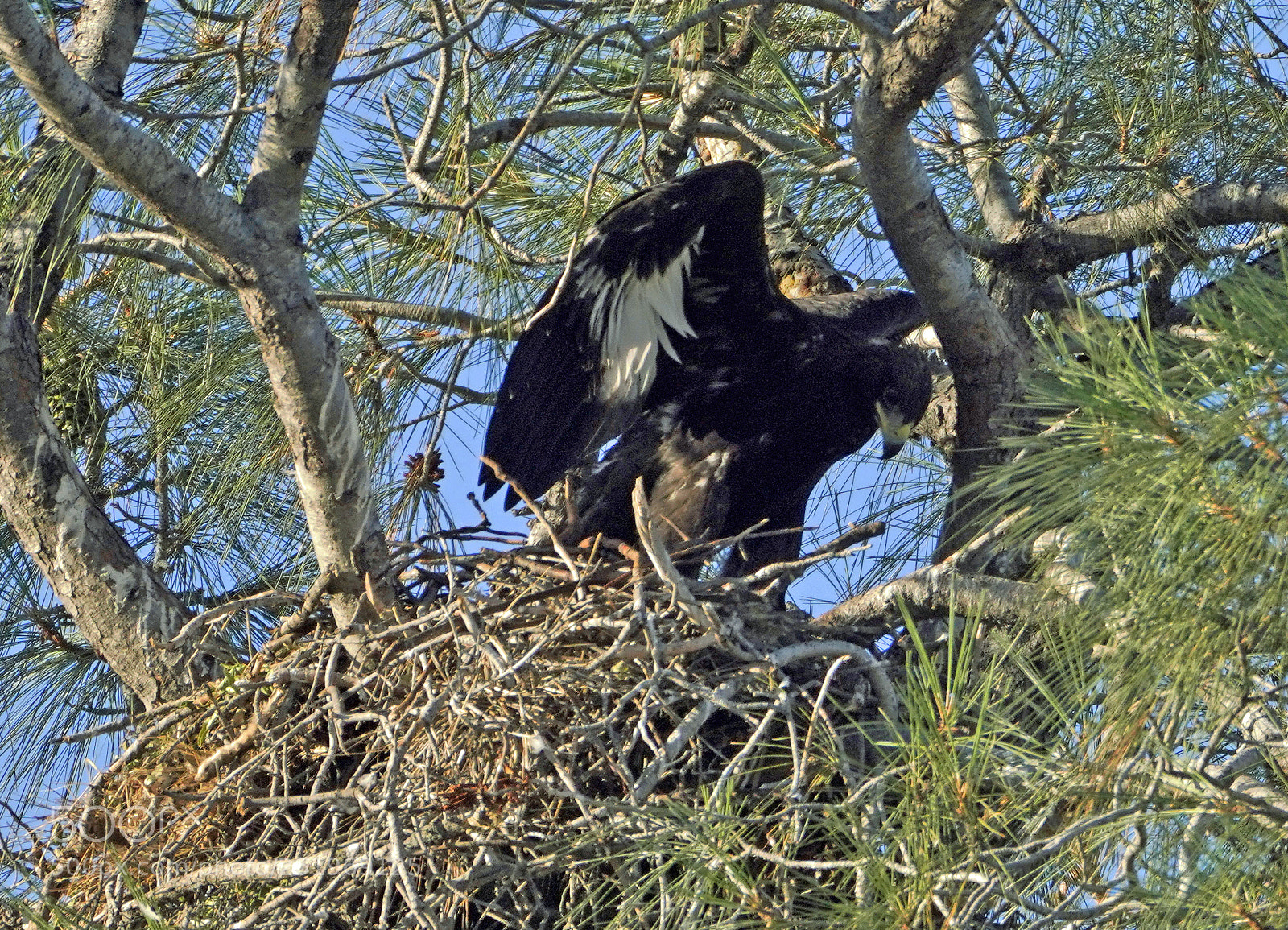 Sony a7R III sample photo. Golden eagle fledgling photography