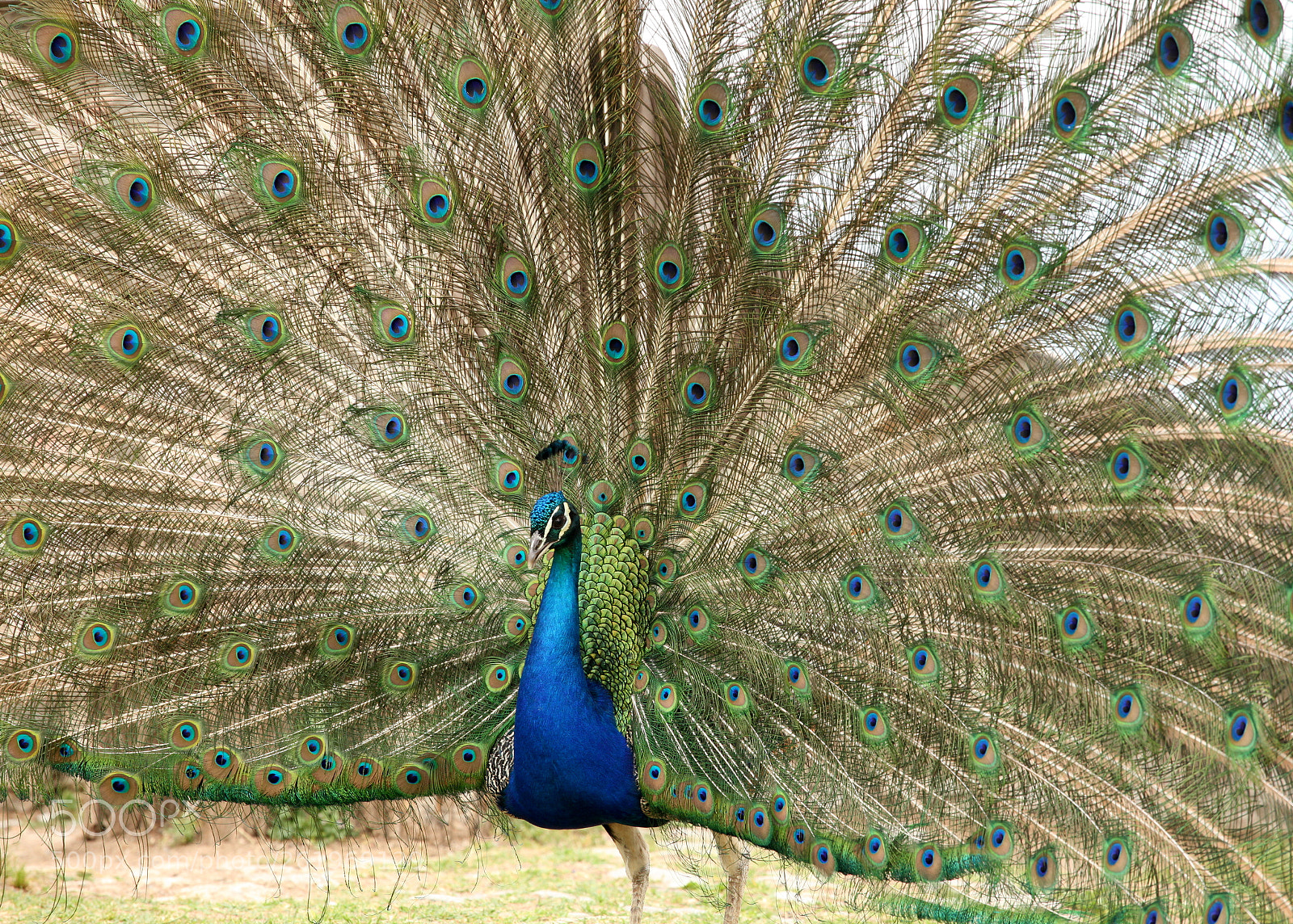 Canon EOS 5D Mark II sample photo. Peacock photography