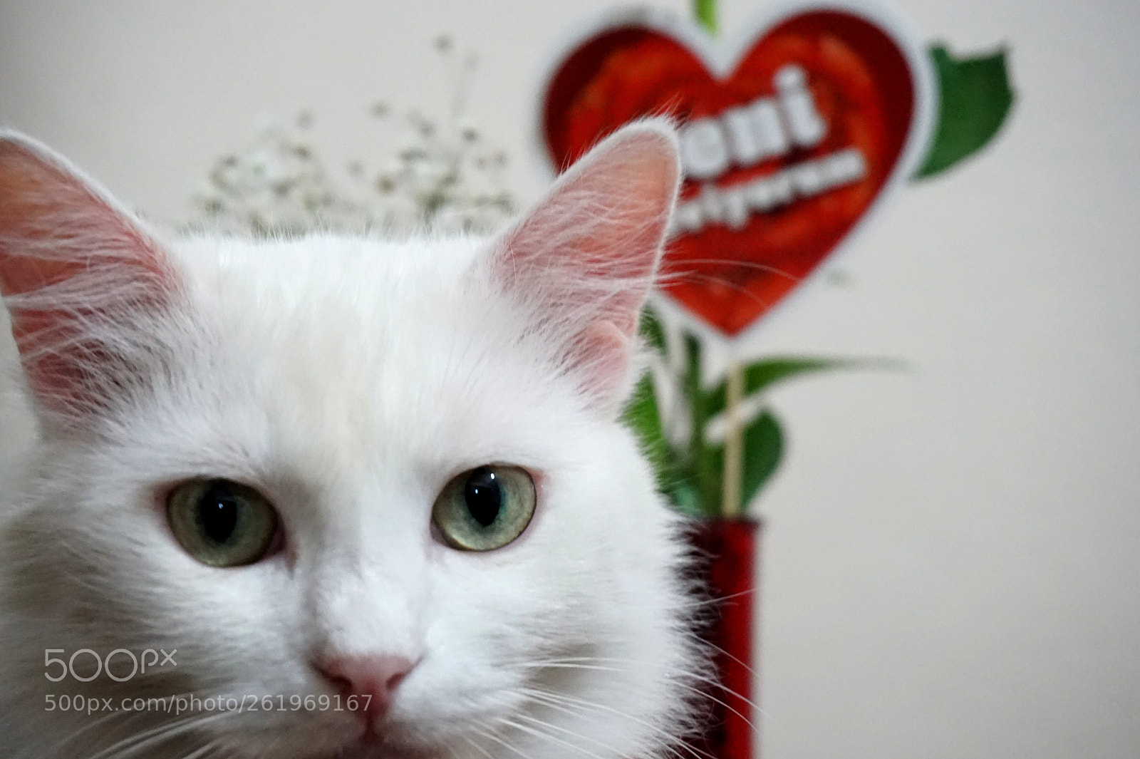 Sony Alpha a5000 (ILCE 5000) sample photo. Cute cat :) photography
