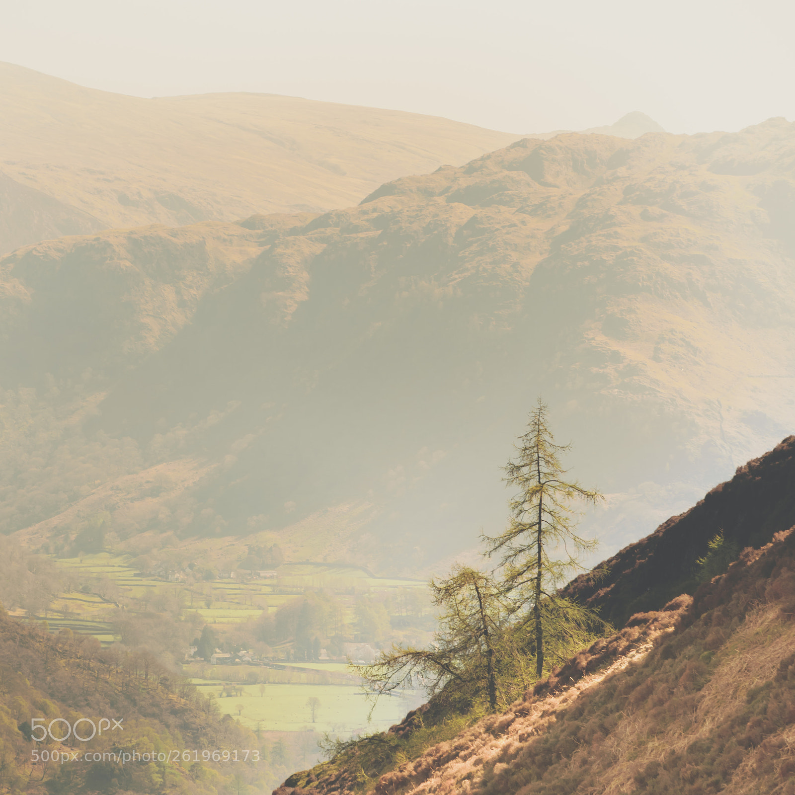 Nikon D5300 sample photo. Trees on a hill photography