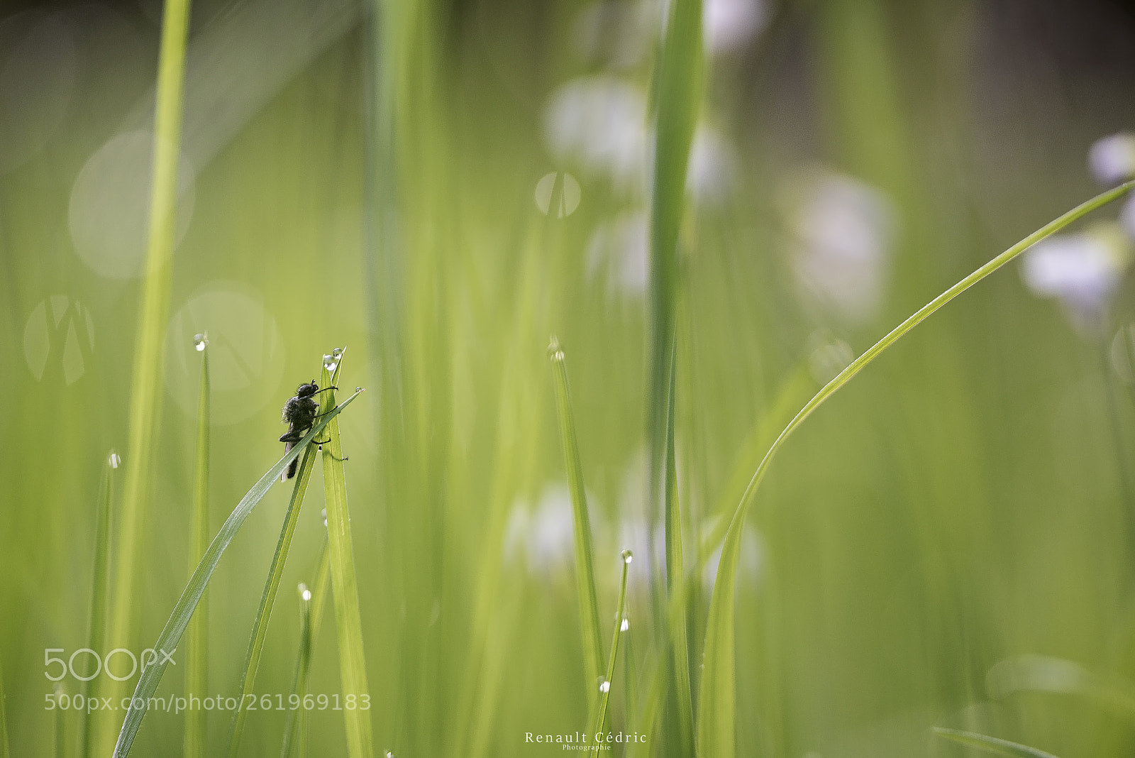 Nikon D750 sample photo. ... photography