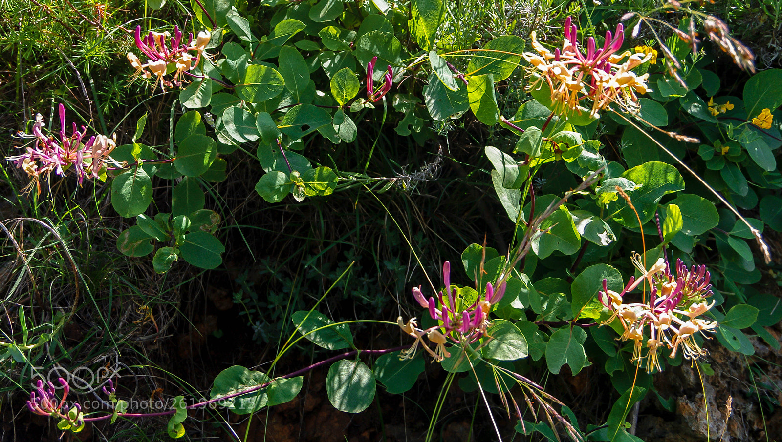 Pentax K-7 sample photo. Wild honeysuckle photography