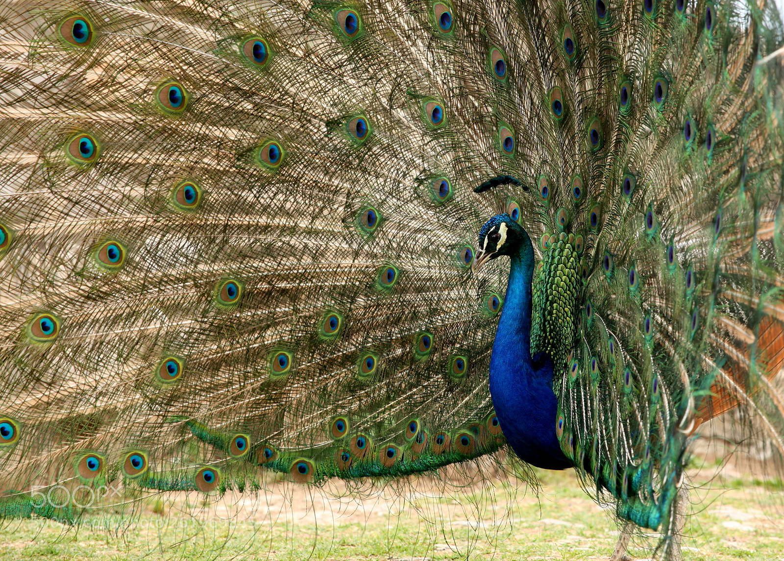 Canon EOS 5D Mark II sample photo. Peacock photography