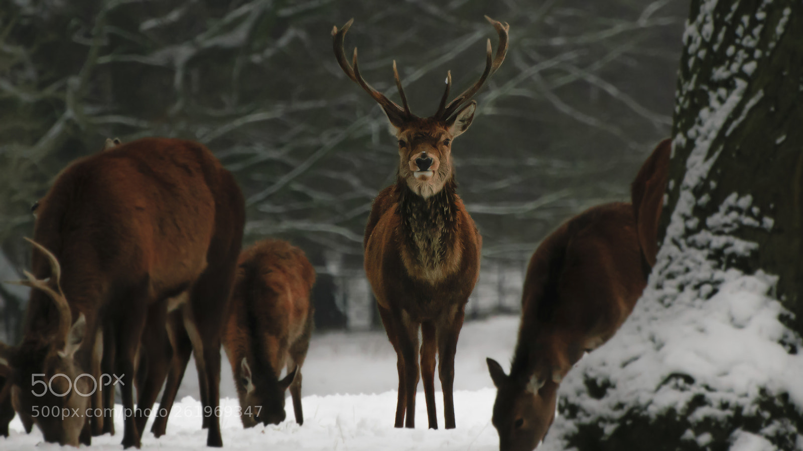 Nikon D5300 sample photo. Stag photography