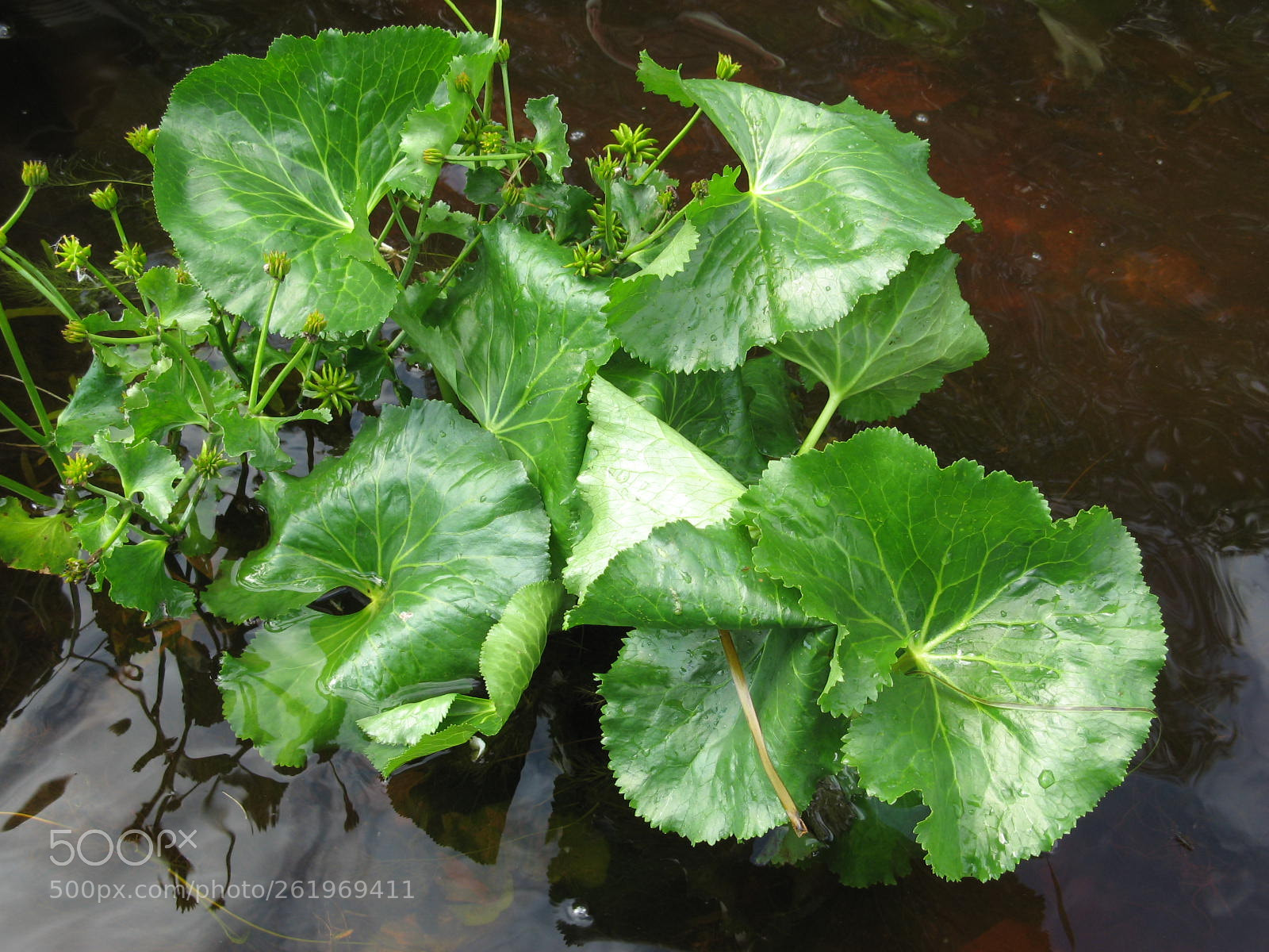 Canon POWERSHOT A700 sample photo. Watery greens photography