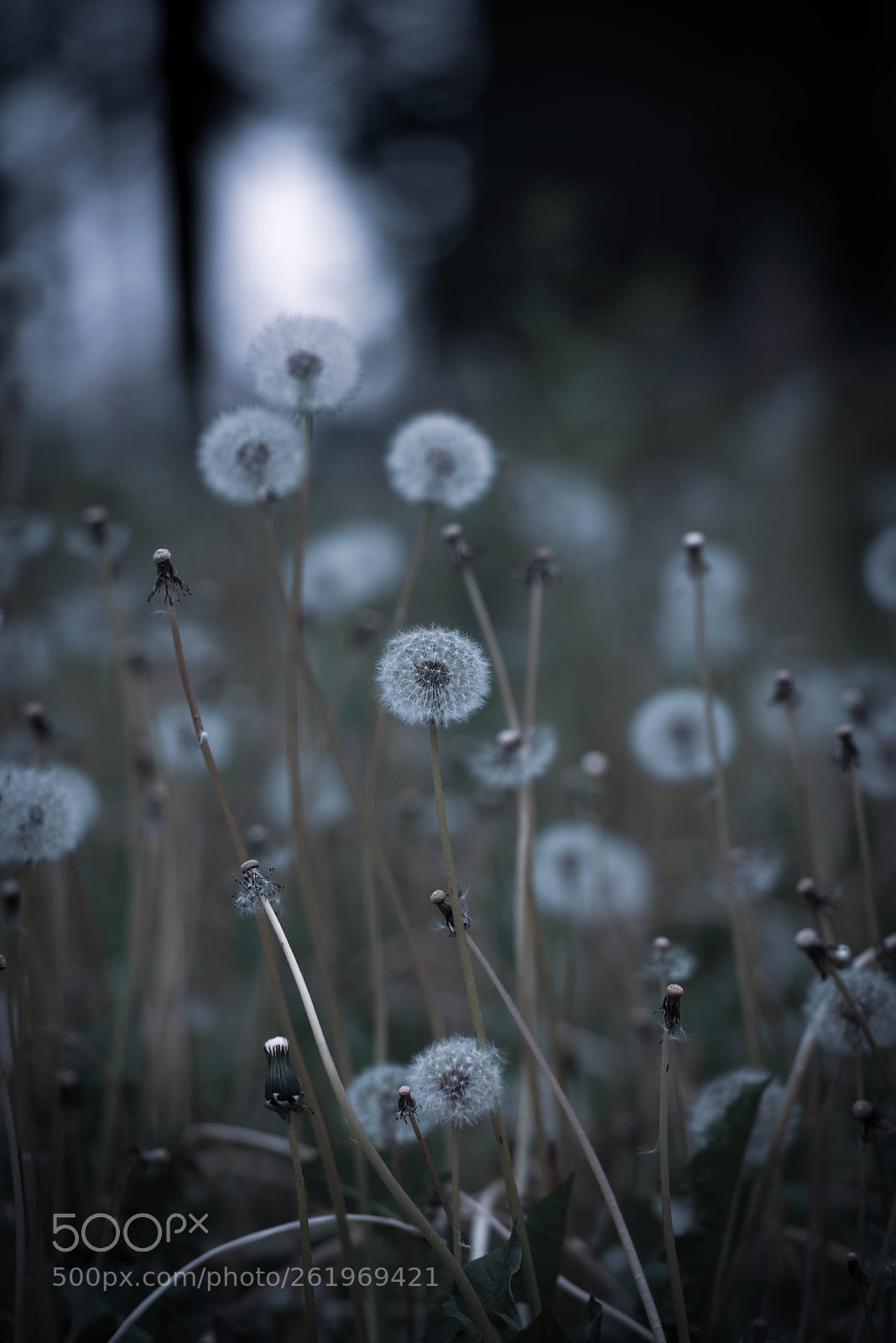 Nikon D810 sample photo. Waiting photography