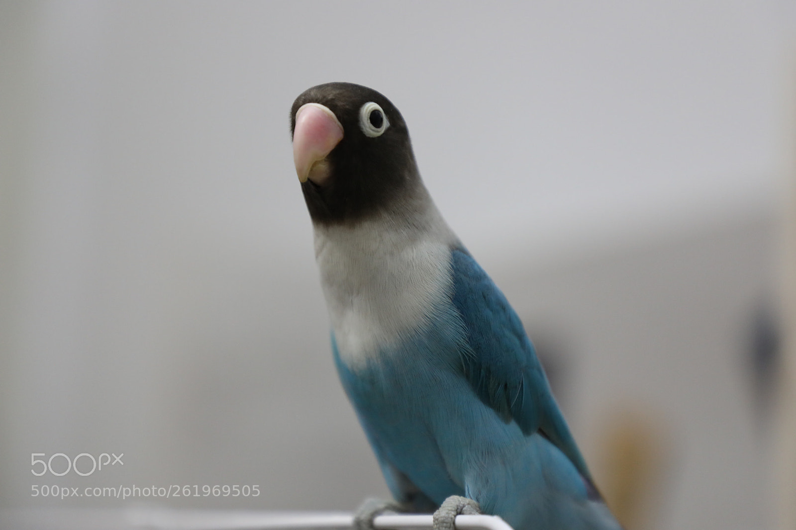 Canon EOS 5D Mark IV sample photo. Little blue angle with photography