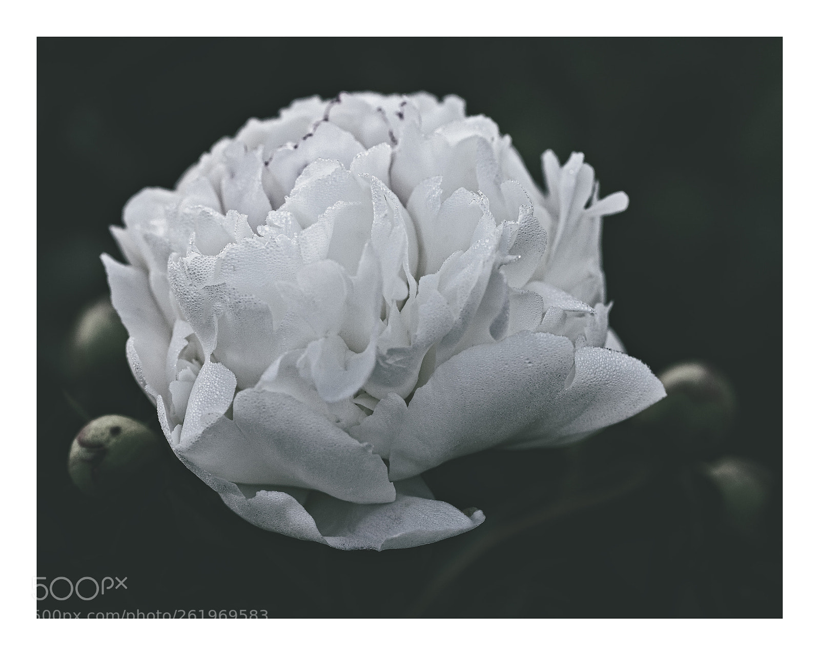 Canon EOS 5D Mark II sample photo. Morning in a garden photography