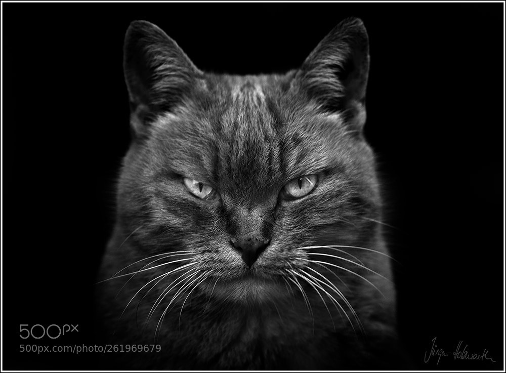 Nikon D5100 sample photo. Evil look photography