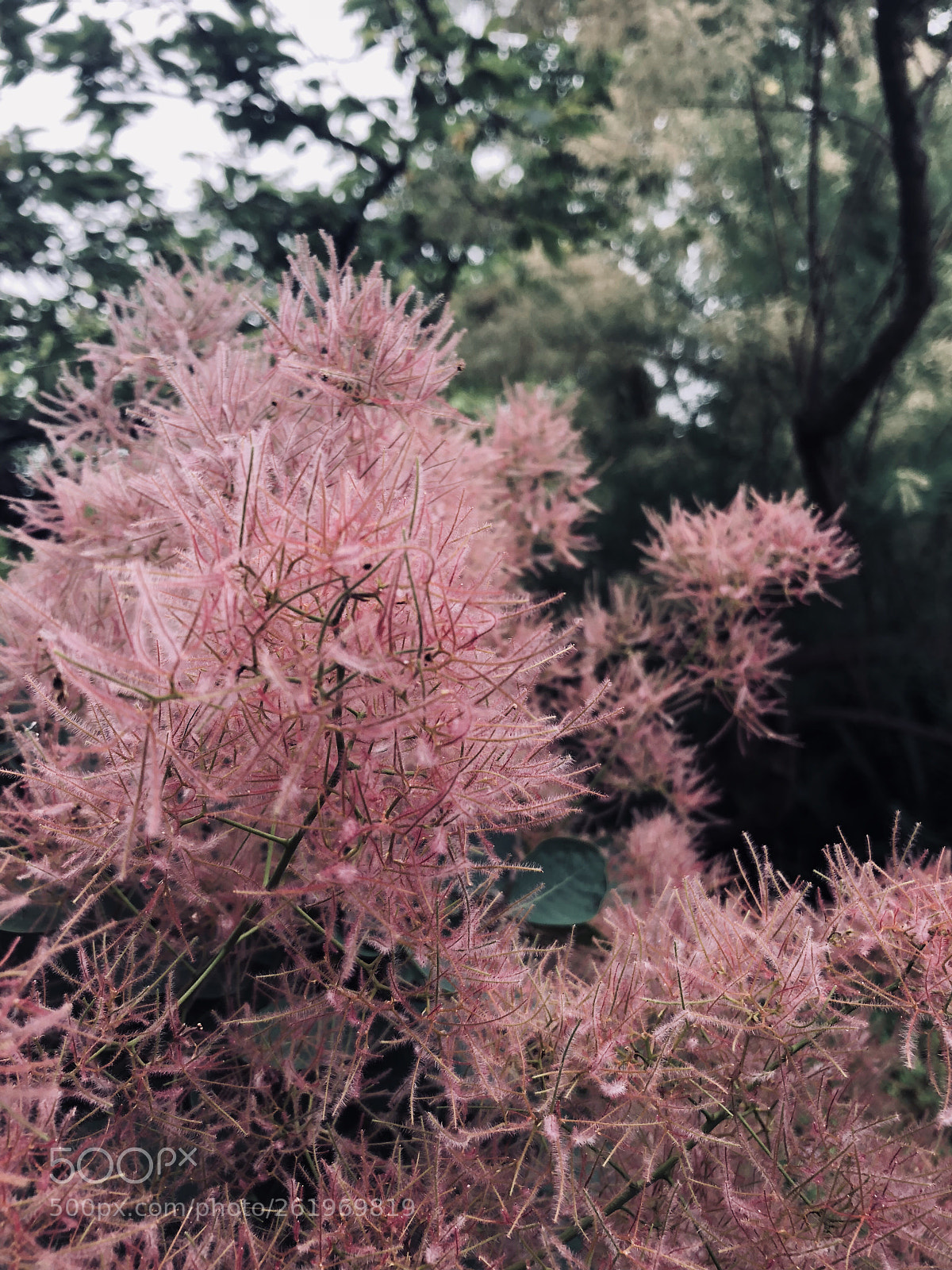 Apple iPhone 8 sample photo. Flora photography