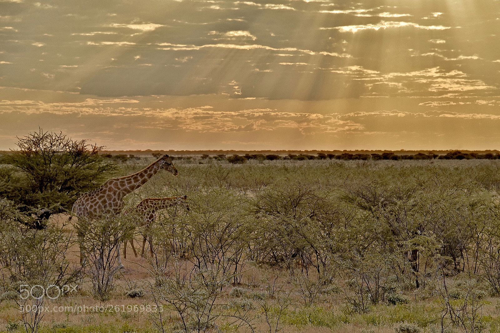 Nikon D5100 sample photo. Sunset in africa photography