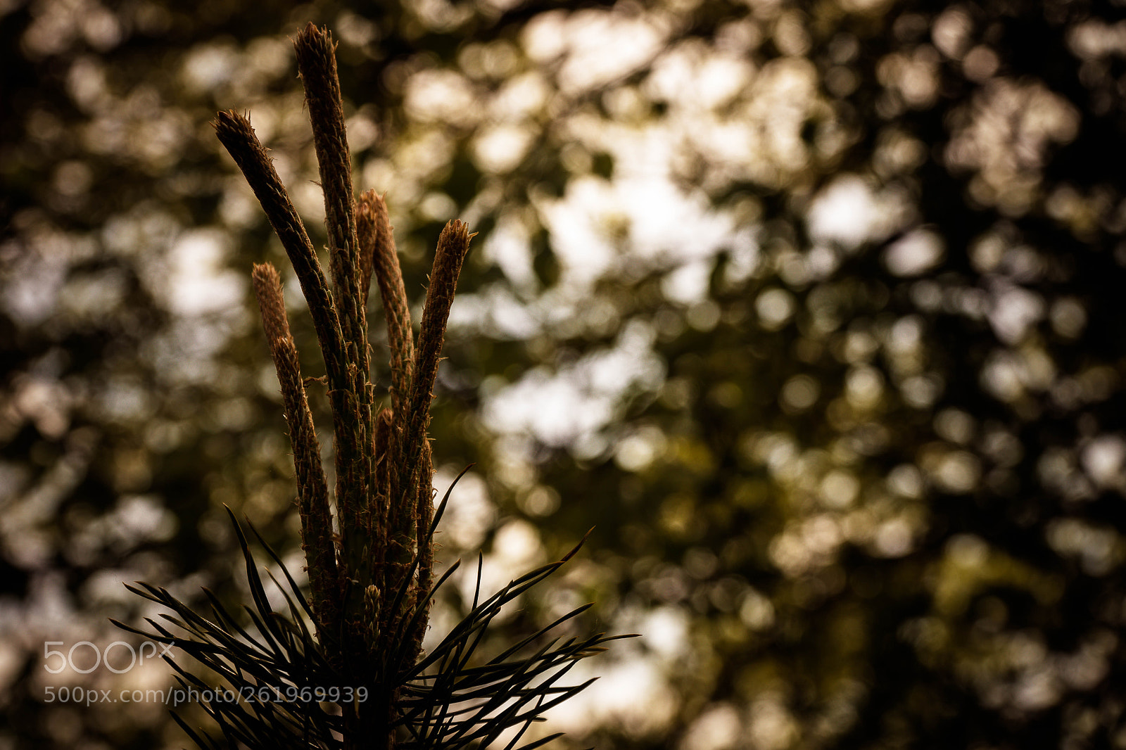 Sony a6500 sample photo. Natur love photography