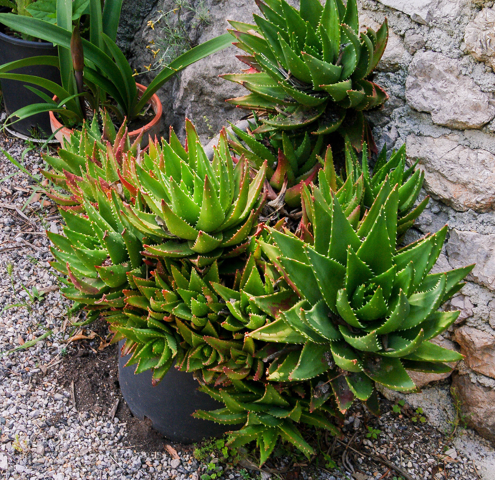 Pentax K-7 sample photo. Aloe vera photography