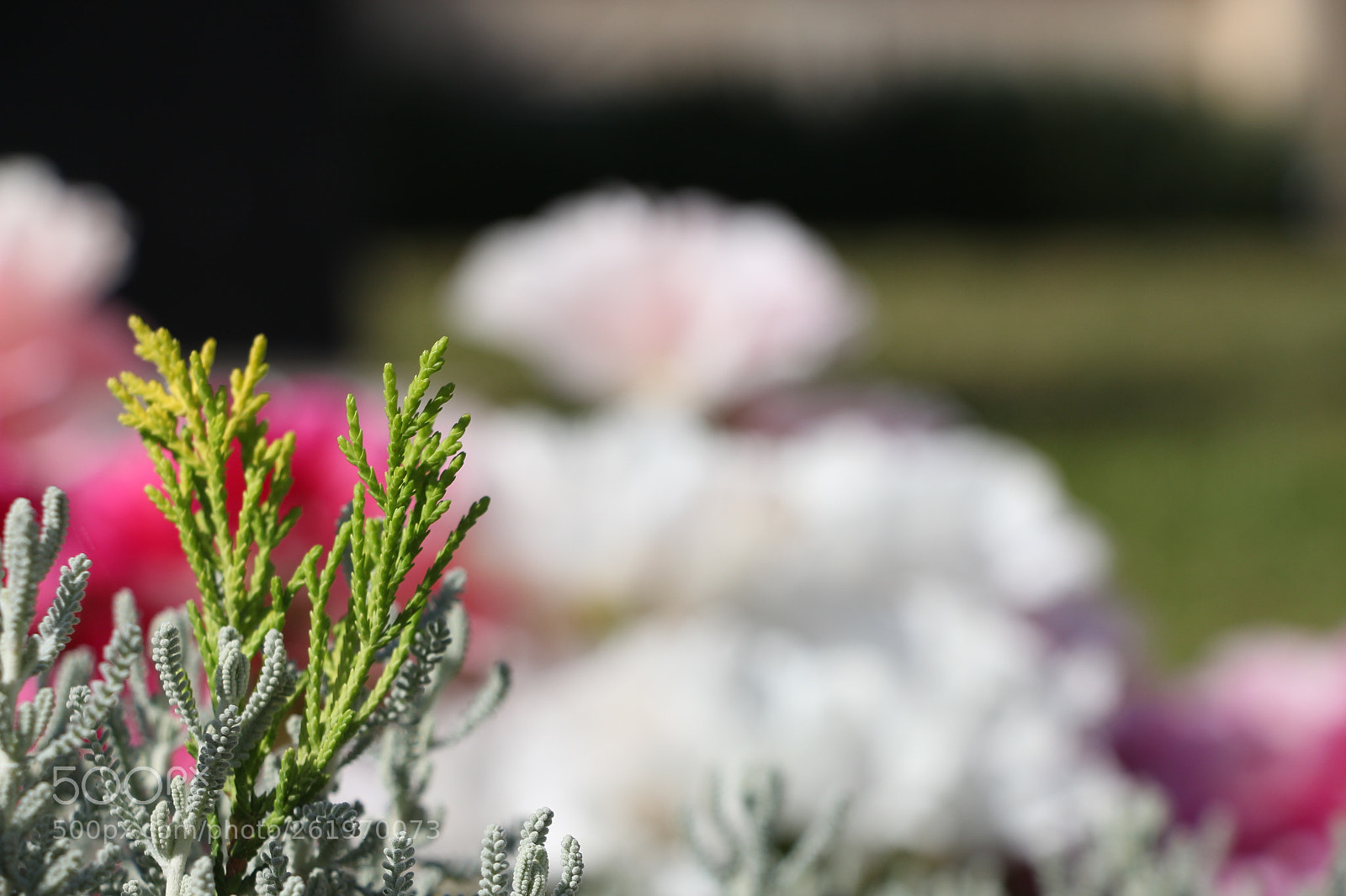 Canon EOS 700D (EOS Rebel T5i / EOS Kiss X7i) sample photo. Img photography