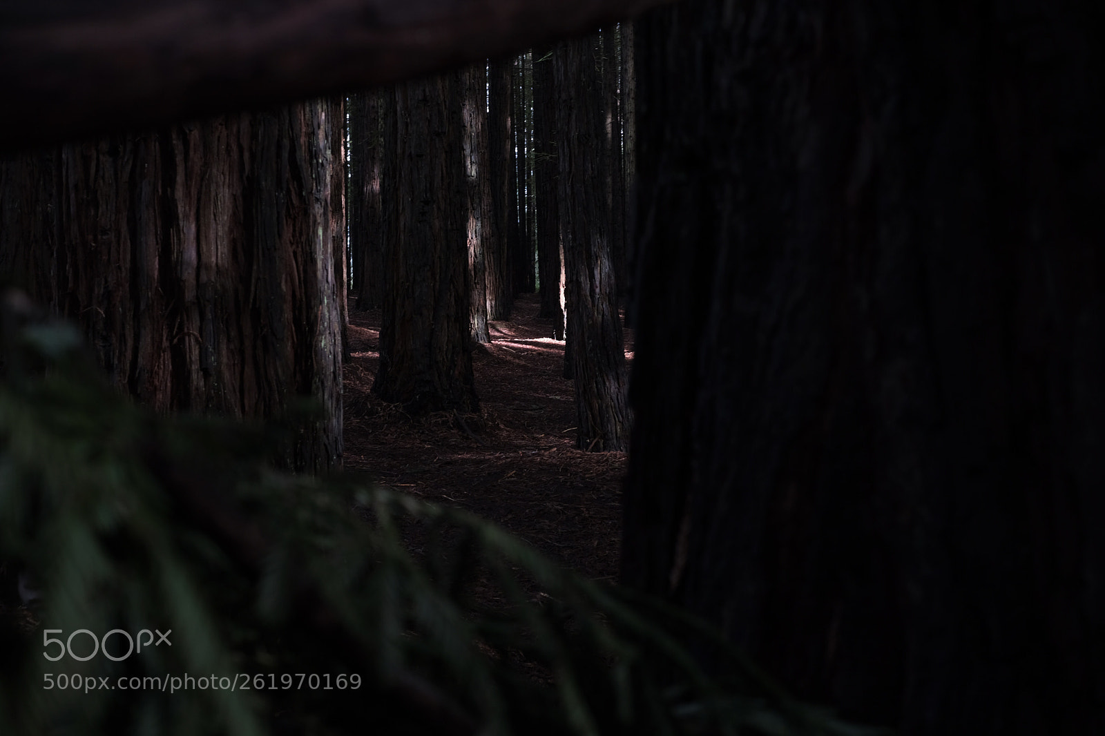 Fujifilm X-E3 sample photo. The redwoods photography