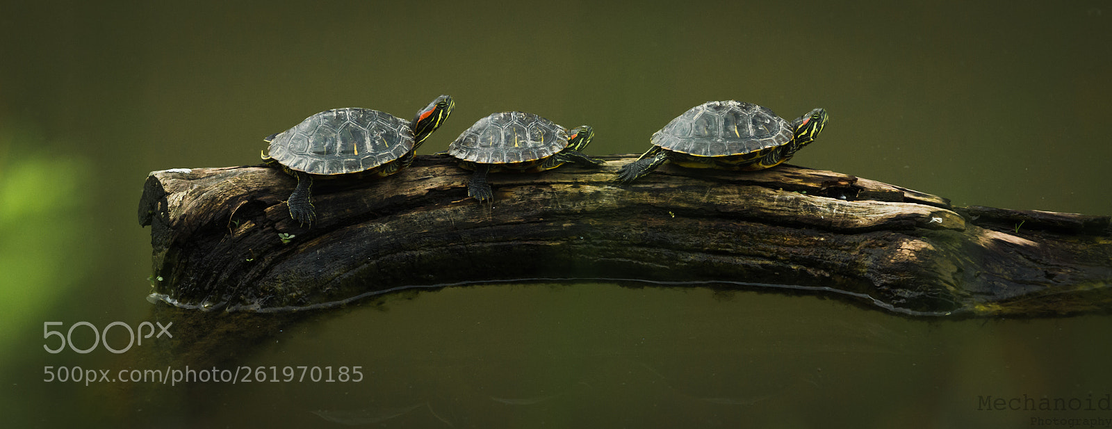 Canon EOS-1D C sample photo. Three turtles resting on photography