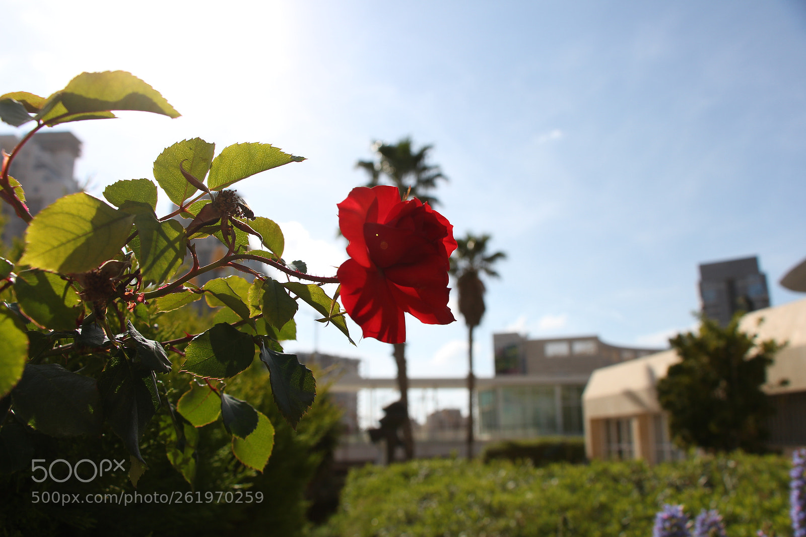 Canon EOS 700D (EOS Rebel T5i / EOS Kiss X7i) sample photo. Img photography