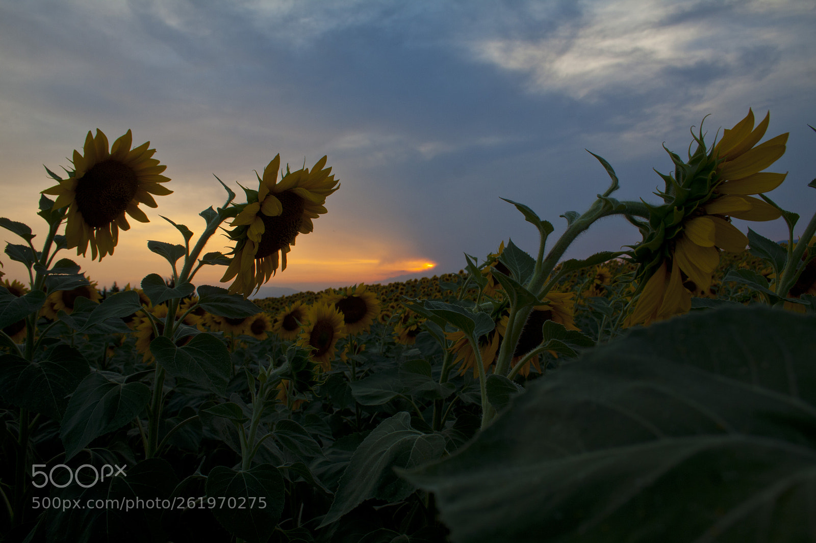Canon EOS 50D sample photo. Sunset and sunflowers photography