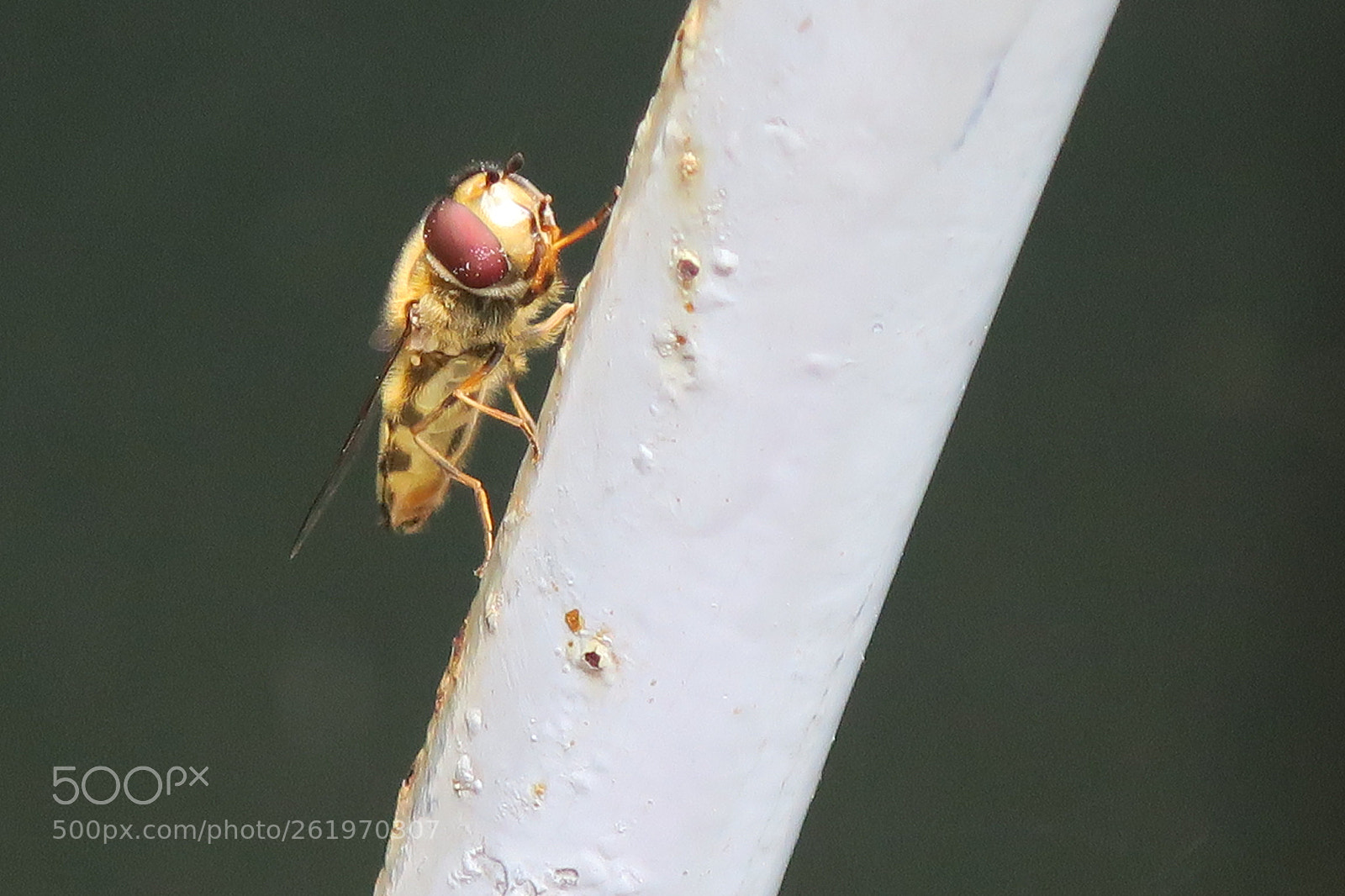 Canon PowerShot G9 X sample photo. Img photography