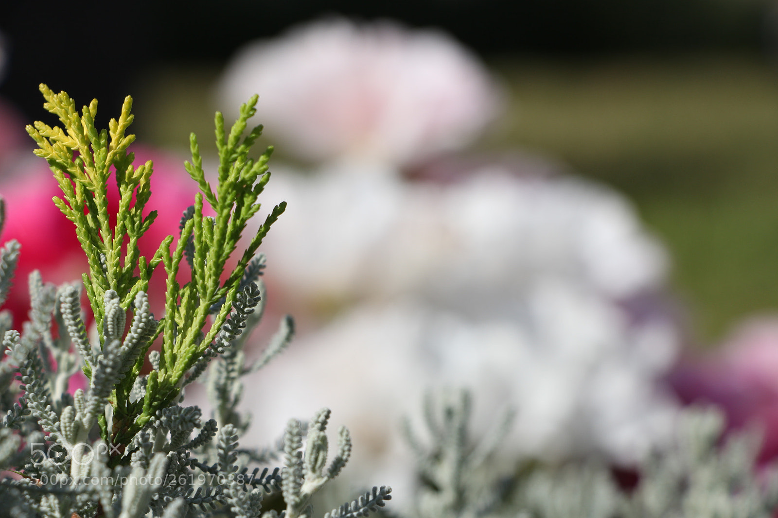 Canon EOS 700D (EOS Rebel T5i / EOS Kiss X7i) sample photo. Img photography