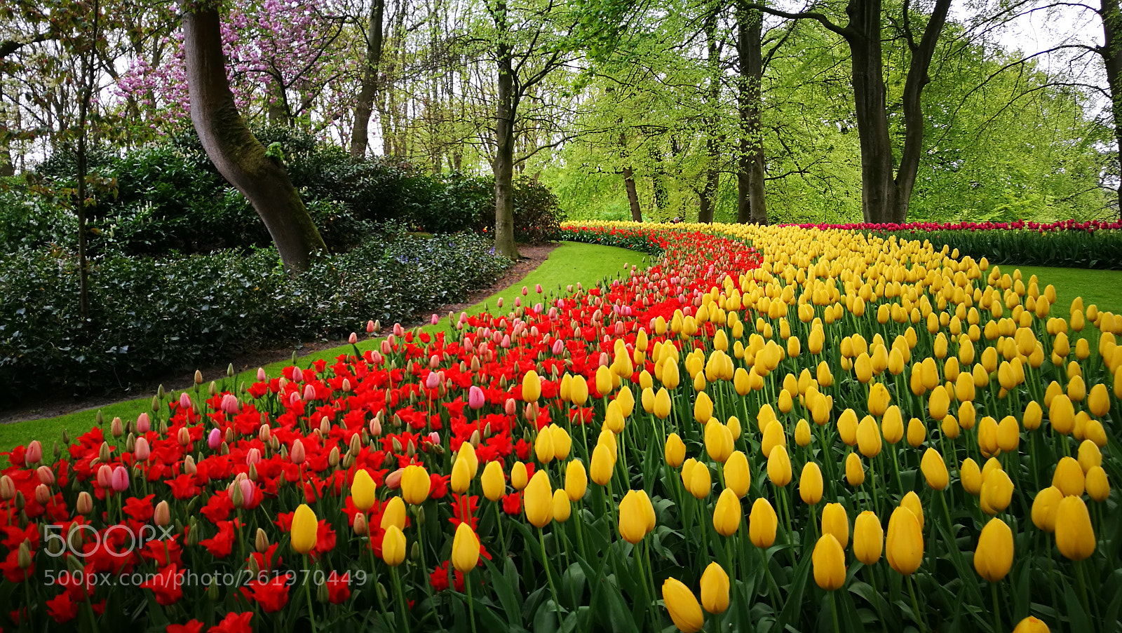HUAWEI P9 sample photo. Keukenhof lisse photography