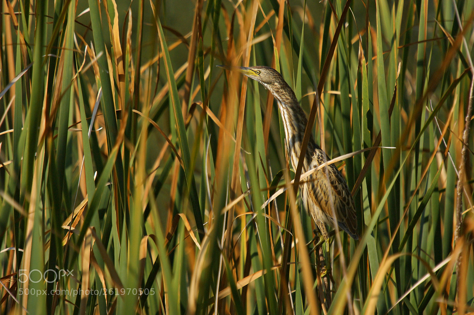 Sony Alpha DSLR-A350 sample photo. Little bittern (ixobrychus minutus). photography