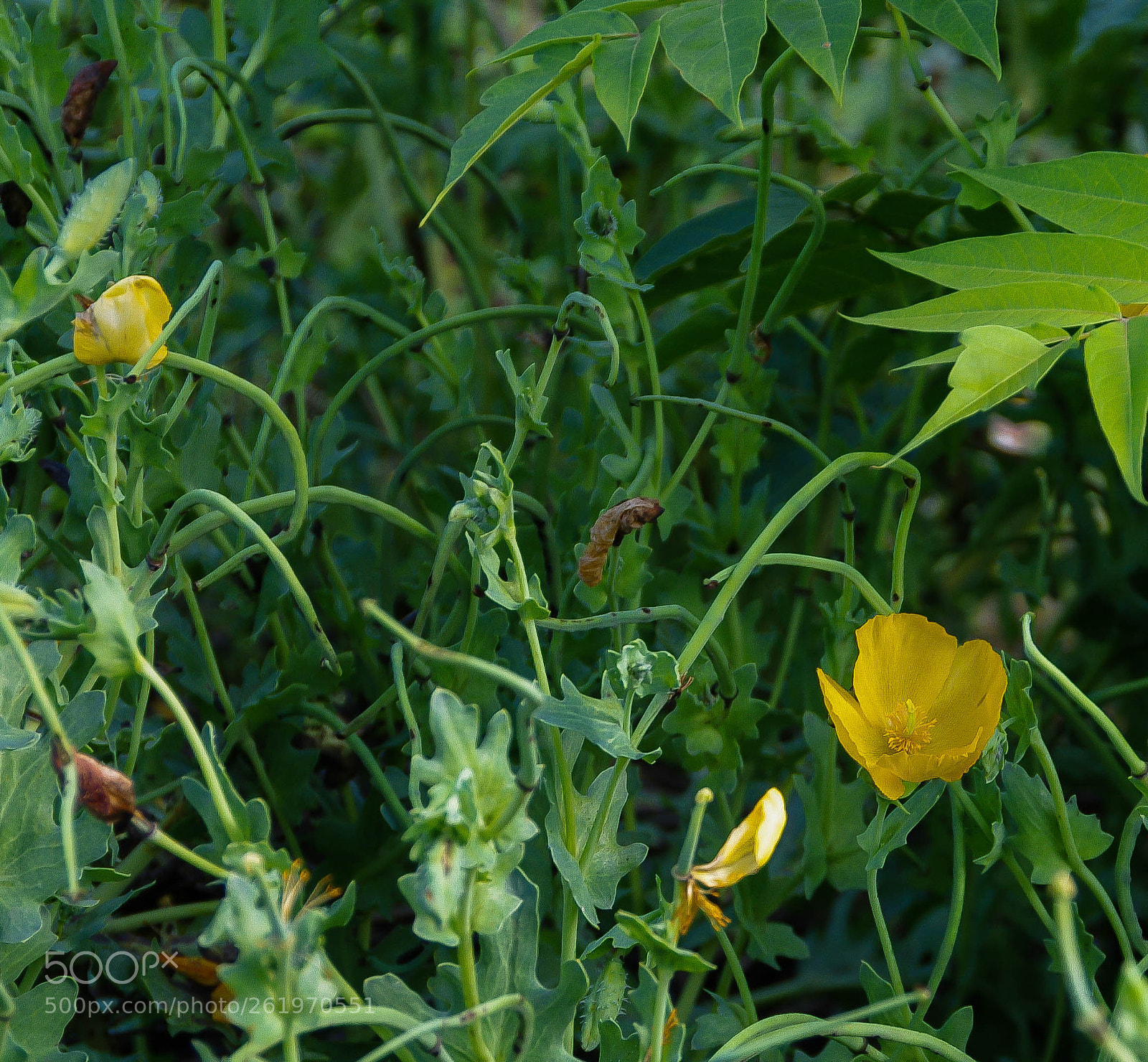 Pentax K-7 sample photo. Cutleaf evening primrose photography