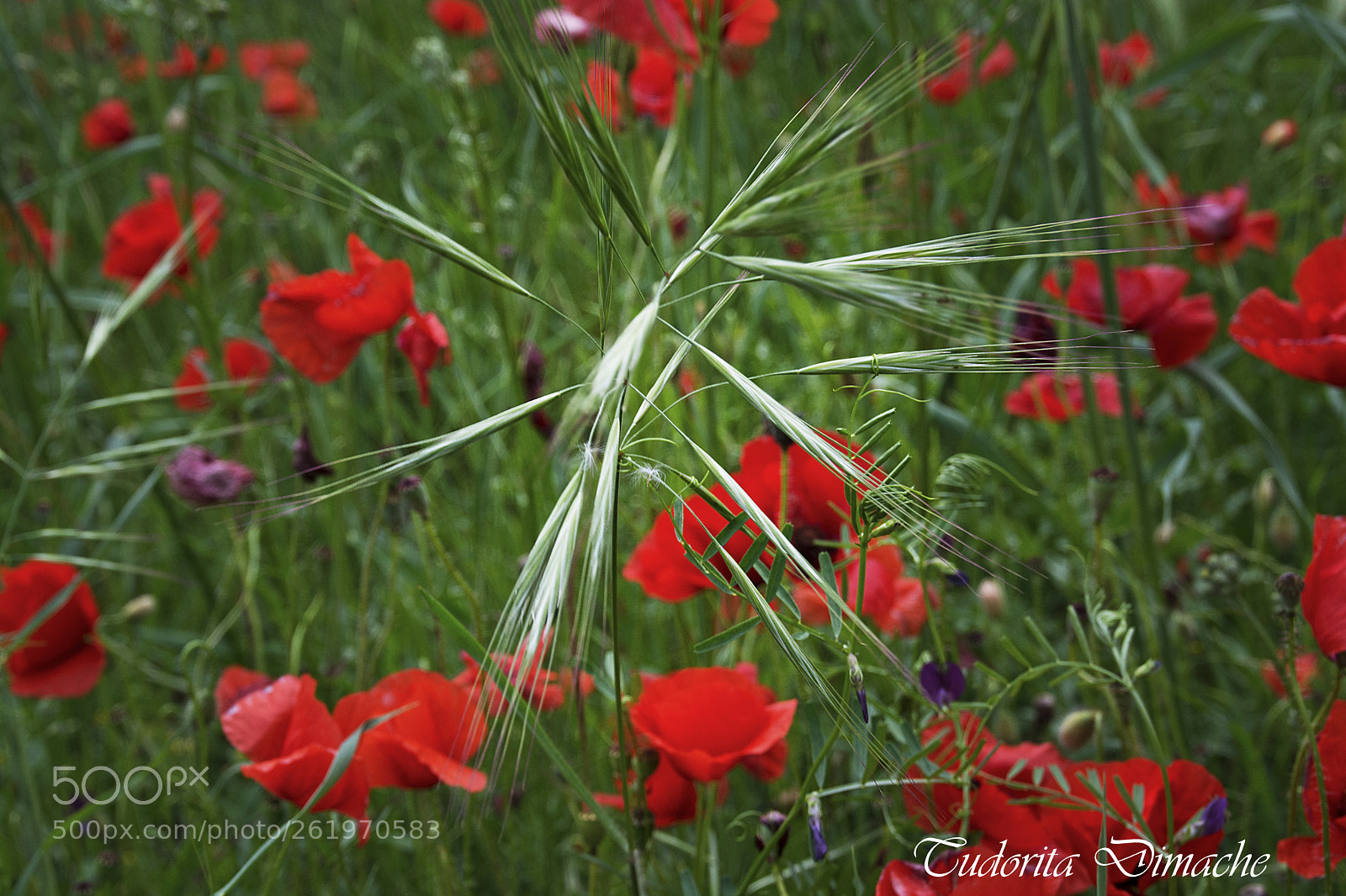 Nikon D7100 sample photo. Flowers in the field photography