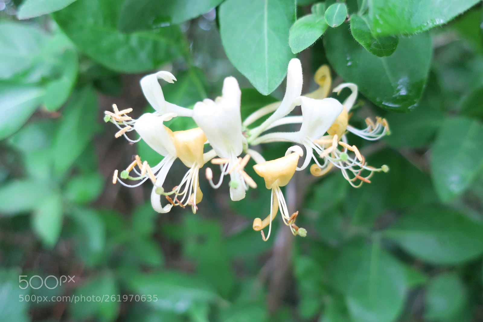Canon PowerShot G9 X sample photo. Img photography
