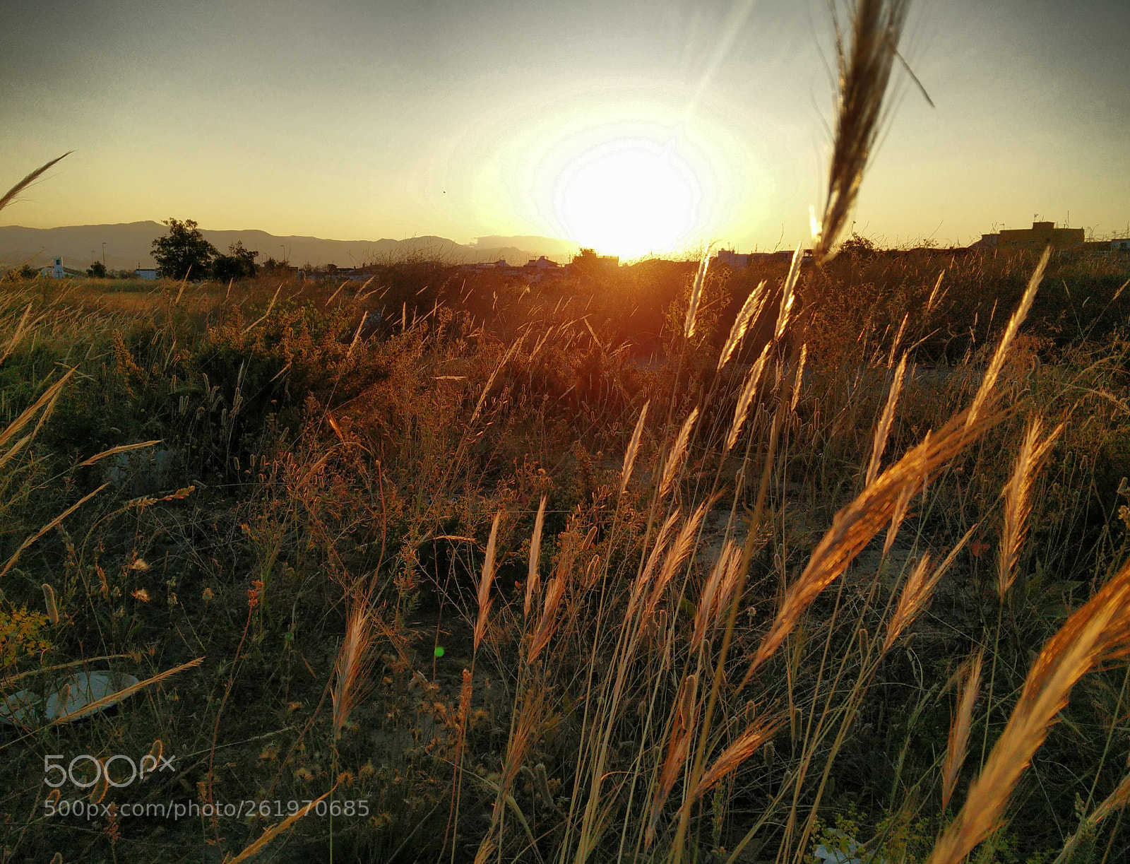 OnePlus ONE sample photo. Morning wheat photography