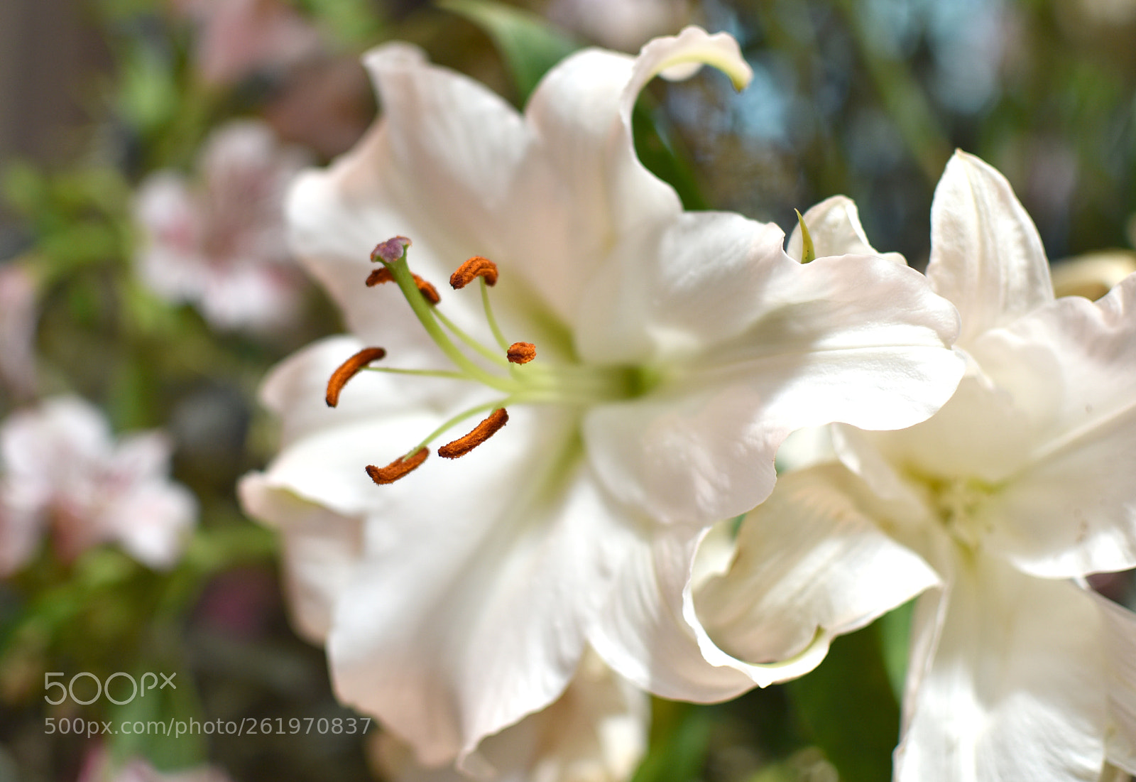 Nikon D5600 sample photo. Lily loveliness! photography