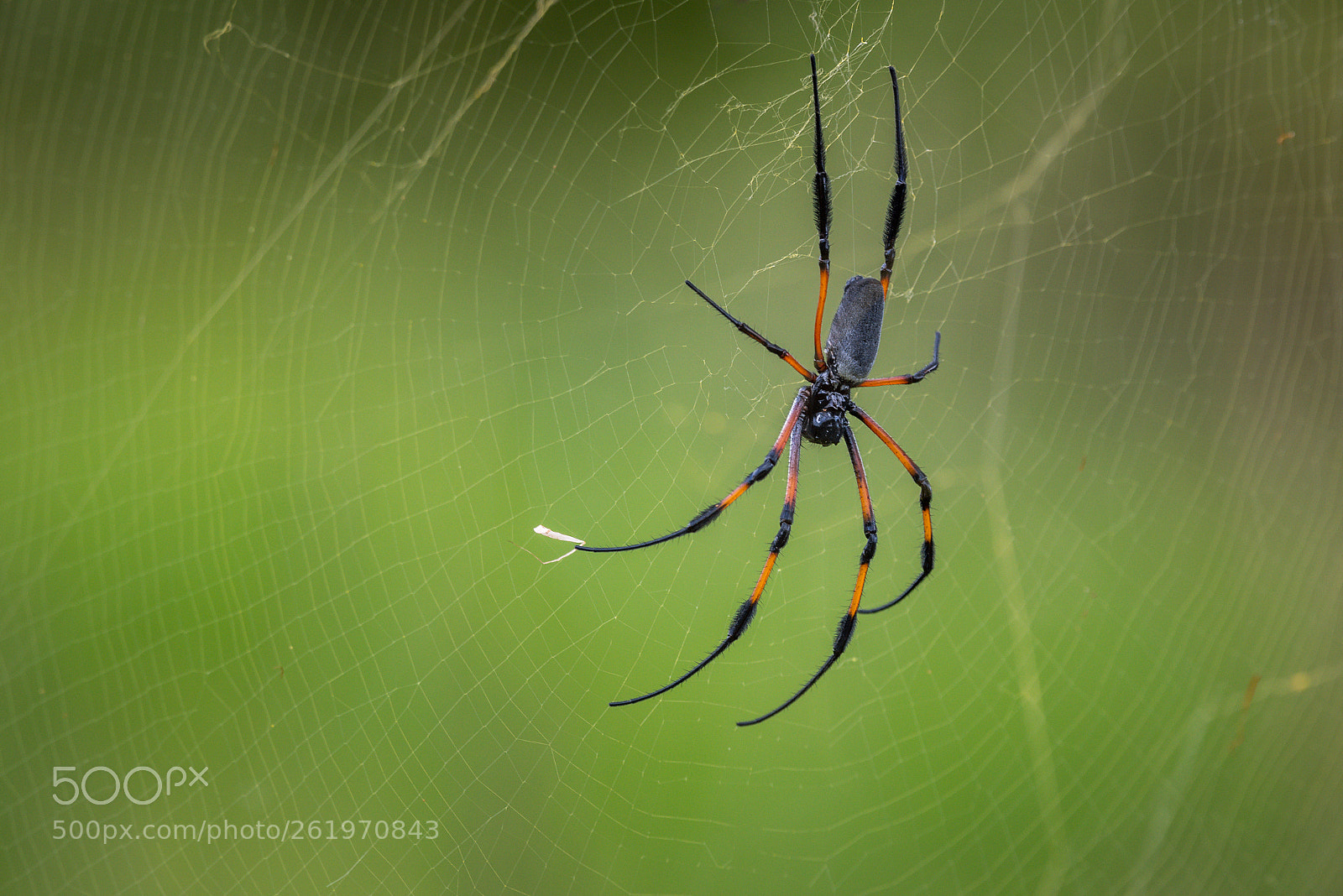 Nikon D750 sample photo. Giant silk spider photography