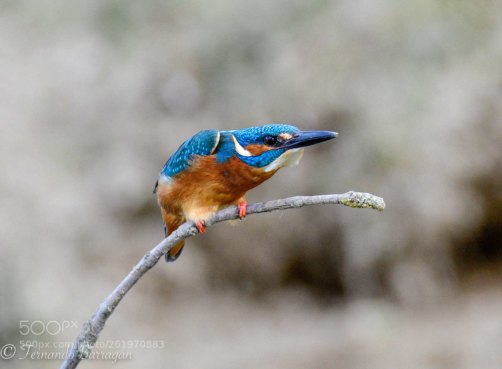 Nikon D500 sample photo. Kingfisher photography
